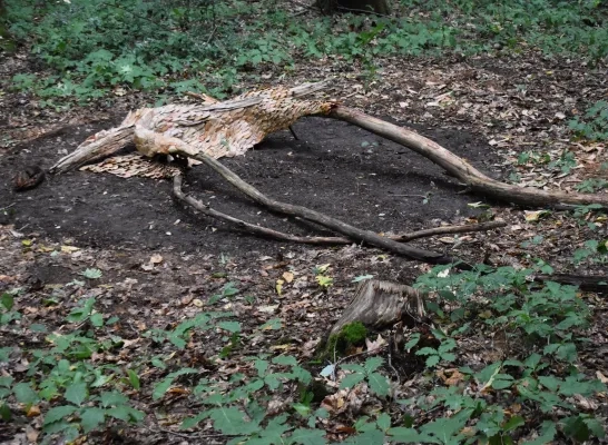 Nature Art 2025 Nature Art 2025