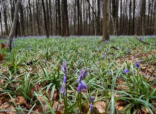 Hyacinten Halle Het Hallerbos kleurt paars