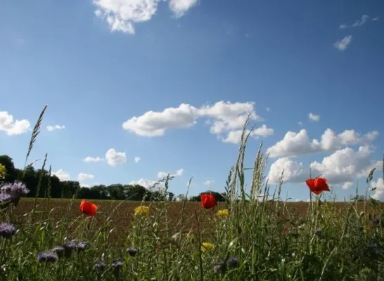 zomer_foto_marcel_vandersteen.jpg