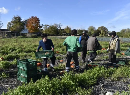 Pompoenen oogsten bij Den Diepen Boomgaard