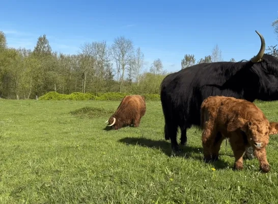 Highlandkalfje Alasdair en zijn ouders op de Kesterheide in Gooik