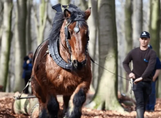 Trekpaard Jérôme en zijn vaste begeleider Sam Stylemans