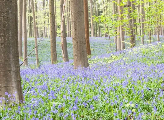 Hallerbos kleurt bijna paars: “Kom niet met de auto naar de hyacinten kijken”