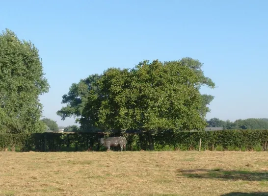 schaduw onder een noteboom