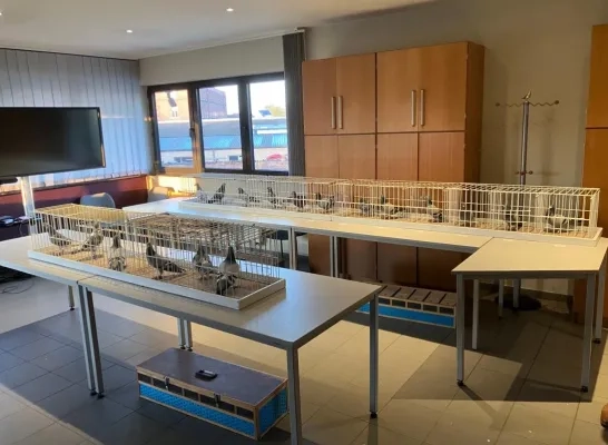 De politie vond in totaal 170 gestolen prijsduiven terug