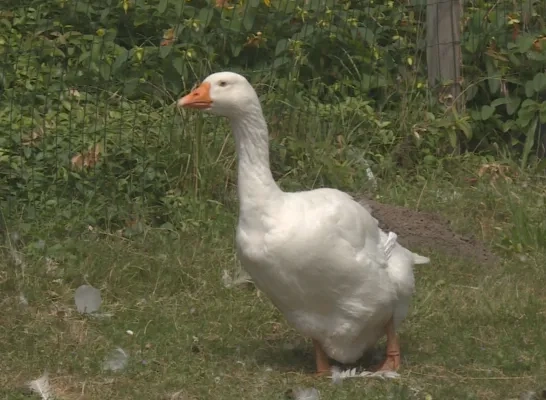 vogels_1.jpg