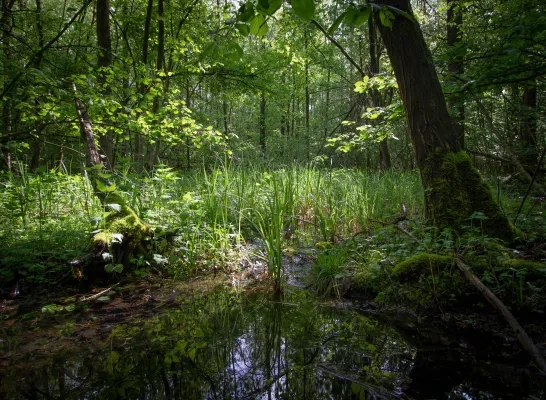 kluisbos_affligem.jpg