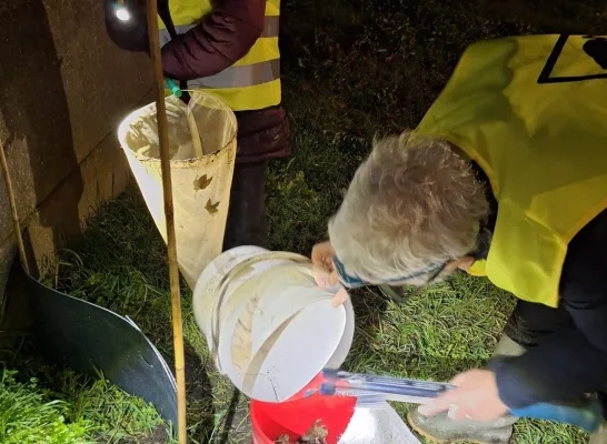 Vrijwilligers van de Gaston Devoswijk zetten amfibieën veilig de weg over tijdens jaarlijkse trek