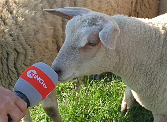 schaap_ringtv.jpg