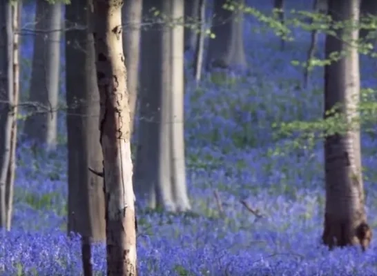 hallerbos_hyacintenfestival.jpg