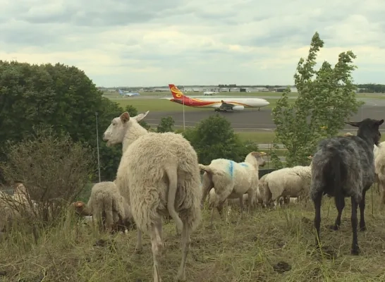 schapen_luchthaven.png