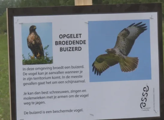 buizerd.png