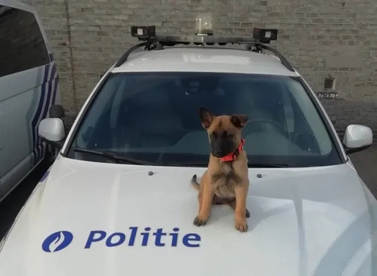 stitch_politiehond.png