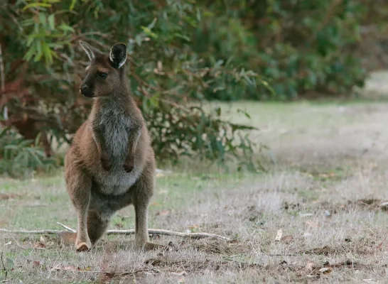 wallaby_unsplash.jpg