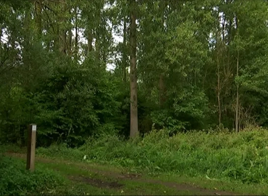 bomen2jpg.jpg