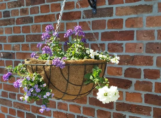 hanging_basket.jpg