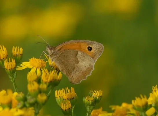 bruin_zandoogje_natuurpunt.jpg