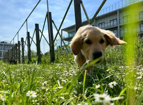 Een heel schattige hond Een heel schattige hond