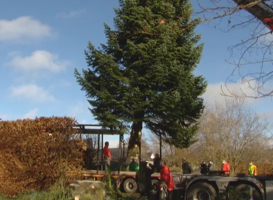 brusselsekerstboom.png