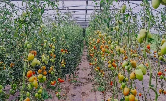 Den Diepen Boomgaard start voorbereiding nieuw zelfoogstseizoen
