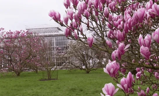 Magnolia's Plantentuin Meise