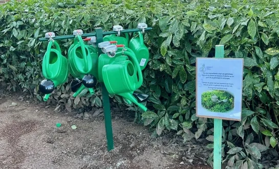 De gieterboom op de begraafplaats van Asse-centrum