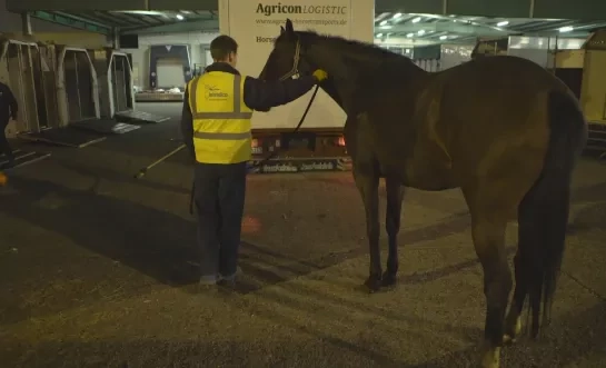 paardentransport_zaventem2.jpg