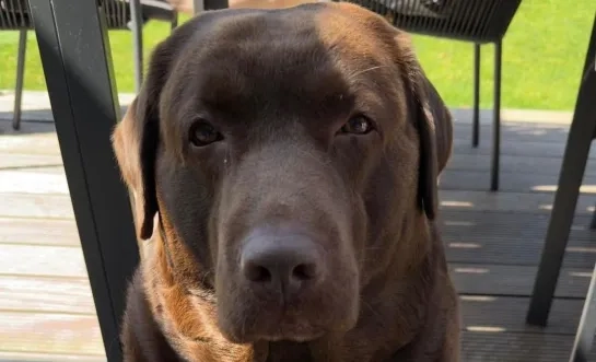 Hond Bento verdrinkt in Zenne: “We willen iedereen waarschuwen voor de levensgevaarlijke situatie daar” 