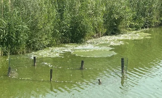 Blauwalgen in wachtbekken Volsem