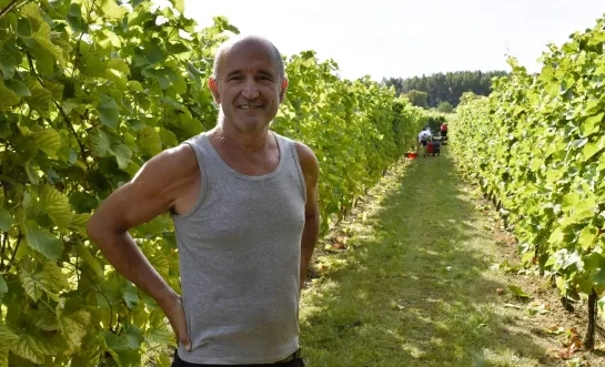 Prima zomer voor wijnboeren in de regio