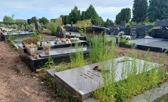 Onkruid woekert op begraafplaats van Vilvoorde: “Soms metershoog” 