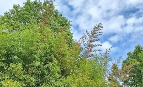 Uniek fenomeen in Plantentuin Meise: na 120 jaar staat de zwarte lakbamboe in bloei 