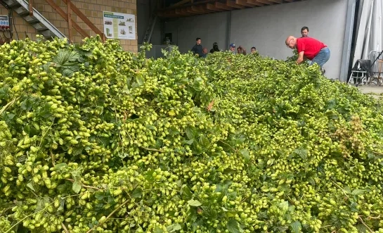 Geslaagde hopoogst bij Brouwerij Palm in Steenhuffel