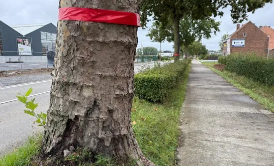 Voor de heraanleg van de Ninoofsesteenweg tussen Pajottegem en Pepingen moeten bijna 100 bomen gekapt worden
