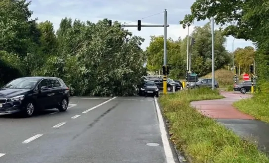 Op de Verbindingsweg naast de A12 in Meise is een boom omgewaaid