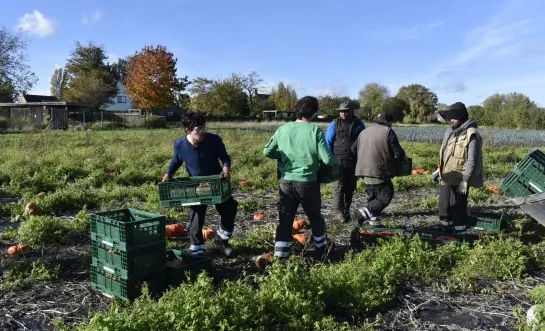 Pompoenen oogsten bij Den Diepen Boomgaard Pompoenen oogsten bij Den Diepen Boomgaard