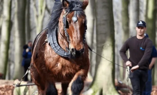 Trekpaard Jérôme en zijn vaste begeleider Sam Stylemans