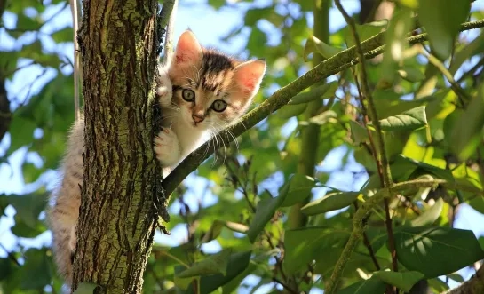 Vilvoorde, Meise en Merchtem krijgen vernieuwd label van ‘Diervriendelijke Gemeente’