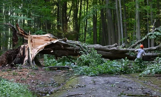 Stormschade in het Provinciaal Domein Huizingen