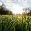 De komende jaren worden er nog eens 40.000 bomen en struiken geplant in de Vlaamse Rand