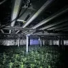 Een drugsplantage ontdekt in Sint-Pieters-Leeuw