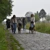 Werknemers van ZEB in Merchtem mochten hun trouwe viervoeters meebrengen naar kantoor