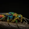 Macrofotografe Tiffany uit Vlezenbeek legt de kleinste details vast op beeld