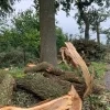 Omgewaaide bomen