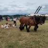 Trekpaarden Bogaarden 