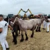 Het eerste Vlaams-Brabants kampioenschap voor trekpaarden in Bogaarden moet jonge mensen warm maken