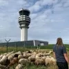 Schapen luchthaven 