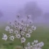 weerfoto Lennik
