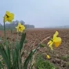 weerfoto Lennik