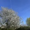 weerfoto Opwijk